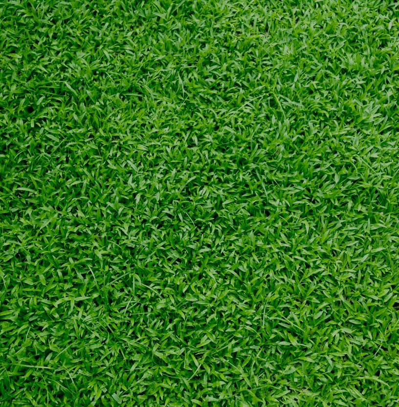 Natural turf close up